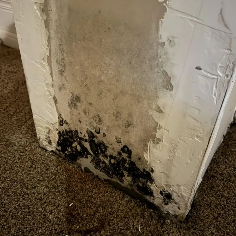 Professional Mold Removal in Lyndon, KS